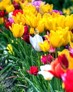 Varied Tulips 718 Photograph by Jerry Sodorff