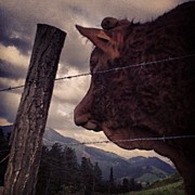 Vecino Toro Photograph by Rafa Rivas