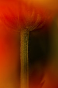 Veiled Photograph by Bob Cournoyer