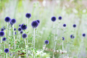 Veitchs Blue Photograph by Tim Gainey
