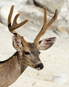 Velvet -- Black-Tailed Deer in Lassen Volcanic National Park, California Photograph by Darin Volpe Velvet -- Black-Tailed Deer in Lassen Volcanic National Park, California Photograph by Darin Volpe