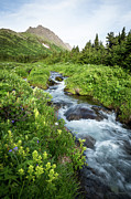 Verdant Mountain Stream Photograph by Tim Newton Verdant Mountain Stream Photograph by Tim Newton