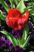 Vermilion Tulip  Photograph by Cate Franklyn