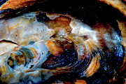 Vilano Sea Shell Constellation Photograph by Gina O'Brien Vilano Sea Shell Constellation Photograph by Gina O'Brien