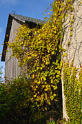 Vined Silo Photograph by Tim Nyberg Vined Silo Photograph by Tim Nyberg