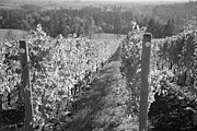 vineyard in Willamette Valley Photograph by Bruce Block