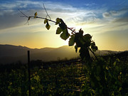 Vineyard Photograph by Skip Hunt