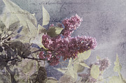 Vintage Lilac Tree Photograph by Joann Vitali