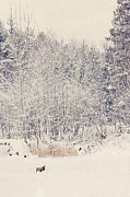 Vintage Snow Print Photograph by Gwen Gibson Vintage Snow Print Photograph by Gwen Gibson