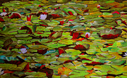 Vivaldi Painting by Thu Nguyen Vivaldi Painting by Thu Nguyen