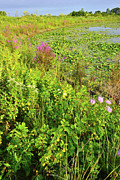 Volo Wetland Wildflowers Photograph by Ray Mathis