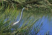 Wading for Food Photograph by Bill Barber