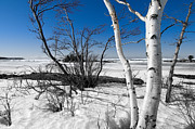 Waiting for Spring Photograph by Doug Gibbons Waiting for Spring Photograph by Doug Gibbons