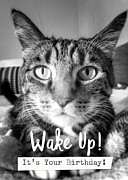 Wake Up It's Your Birthday Cat- Art by Linda Woods Photograph by Linda Woods