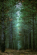 Walk in the Woods Photograph by Loni Collins