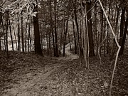 Walk in the Woods Photograph by Scott Hovind