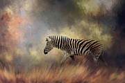 Wandering Alone Photograph by Jai Johnson