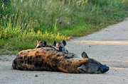 Warily watching Photograph by Gaelyn Olmsted