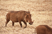 Warthog in Ngorongoro Photograph by Bruce Block