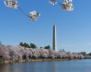 Washington Monument from the Tidal Basin DS0064 Photograph by Gerry Gantt