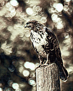 Watcher of the Wing Photograph by Susan Maxwell Schmidt Watcher of the Wing Photograph by Susan Maxwell Schmidt