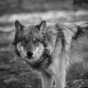 Watchful Photograph by Ana V Ramirez