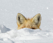 Watchful Eye Photograph by Kevin Dietrich