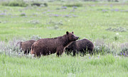 Watchful Eye Photograph by Ronnie And Frances Howard
