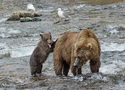 Watching for the Sockeye Salmon Photograph by Cheryl Strahl