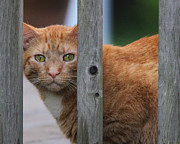 Watching Photograph by Jackson Pearson