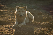 Watching You Photograph by Ana V Ramirez