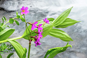 Water and Flowers Photograph by Jeff Stoddart Water and Flowers Photograph by Jeff Stoddart