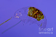 Water Bear, Tardigrade Sp., Lm Photograph by Marek Mis Water Bear, Tardigrade Sp., Lm Photograph by Marek Mis