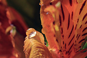Water Drop on Tiger Lily Photograph by Angela Murdock