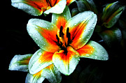 Water Droplet Covered White Lily  Photograph by Andee Design