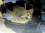 Water in the shell Photograph by Eva-Maria Di Bella