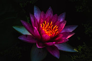 Water Lily 2 Photograph by Jay Stockhaus