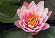 Water Lily Study #3 Photograph by Mindy Musick King