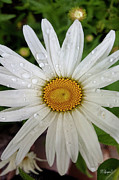 Water on Chamomile Photograph by Rebecca Langen