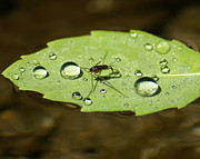 Water Strider has a drink at the Floating Leaf Cafe Photograph by Ben Upham III
