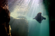 Water World Photograph by DArcy Evans Water World Photograph by DArcy Evans