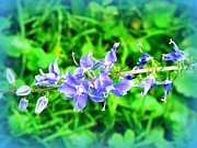 Watercolor Blooms Photograph by Deborah Kunesh