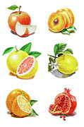 Watercolor Food Illustration Fruits Painting by Irina Sztukowski