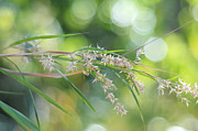 Waterfall of Lights. Grass Art Photograph by Jenny Rainbow