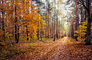 Way of Light Photograph by Dmytro Korol
