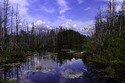 Webb Cedar Swamp Blog Photograph by Louis Dallara