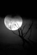 Werewolf Moon Photograph by Robert Wilder Jr