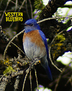 Western Bluebird Photograph by Ben Upham III