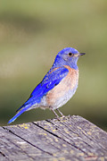 Western Bluebird Photograph by Mark Miller Western Bluebird Photograph by Mark Miller