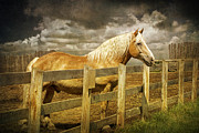 Western Horse in Alberta Canada Photograph by Randall Nyhof